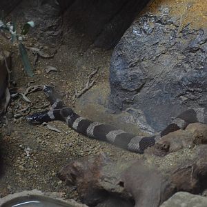 Two-headed California Kingsnake