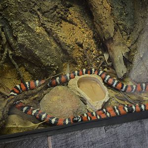 San Diego Mountain Kingsnake