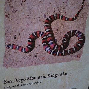 San Diego Mountain Kingsnake Signage
