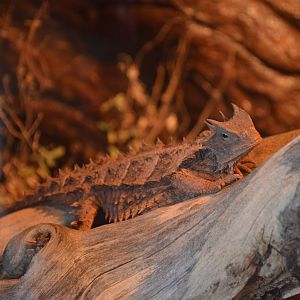 Giant Horned Lizard