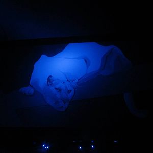 Aug. 2012-Cougar painting