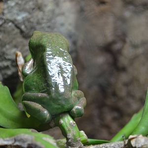 Mexican Giant Tree Frog