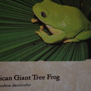 Mexican Giant Tree Frog Signage