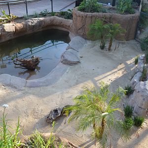 Chinese Alligator Exhibit