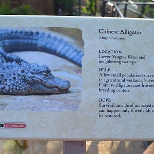Chinese Alligator Signage