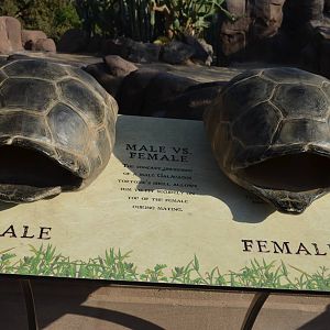 Galapagos Tortoise Display Graphics