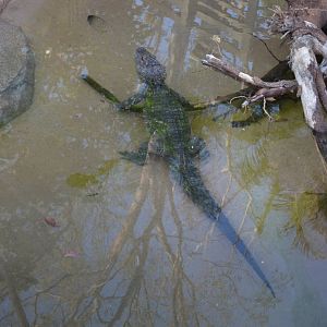 Chinese Alligator