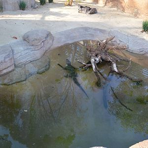 Chinese Alligator Exhibit