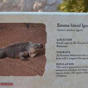 Exuma Island Iguana Signage