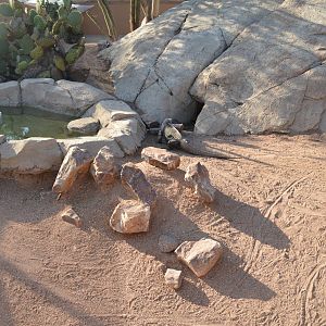 Exuma Island Iguana Exhibit