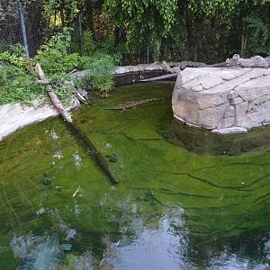 Freshwater Crocodile Habitat