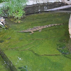 Freshwater Crocodile
