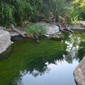 Freshwater Crocodile Habitat