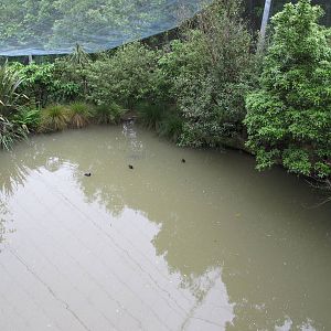 Main Pond in Freeflight Sanctuary - Hamilton Zoo
