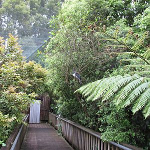 Boardwalk in Freeflight Sanctuary - Hamilton Zoo