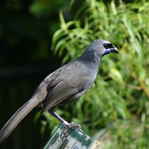 Kokako in Freeflight Sanctuary - Hamilton Zoo