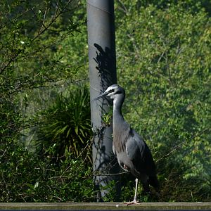 White-faced Heron in Freeflight Sanctuary - Hamilton Zoo