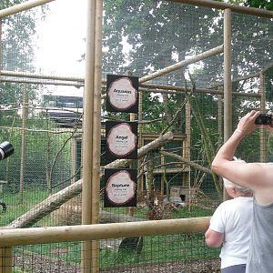 Fishing Cat Temporary Exhibit