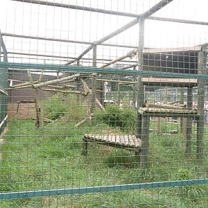 Amur Leopard Exhibit