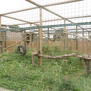 Amur Leopard Exhibit