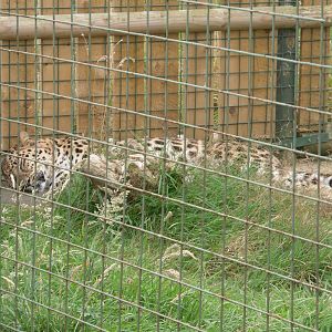 Amur Leopard