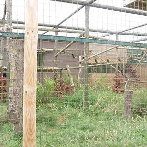Amur Leopard Exhibit