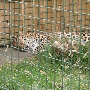 Amur Leopard