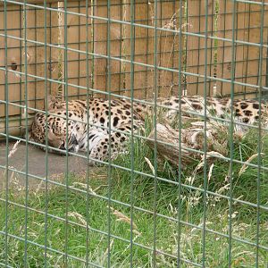 Amur Leopard