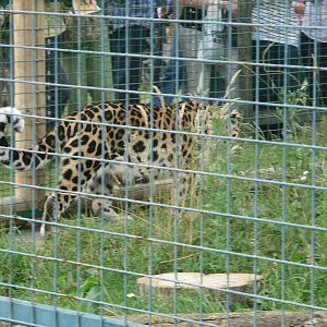 Amur Leopard