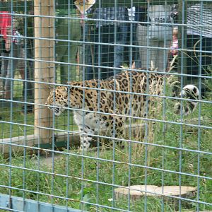 Amur Leopard