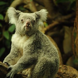 Female queensland koala (Phascolarctos cinereus adustus)