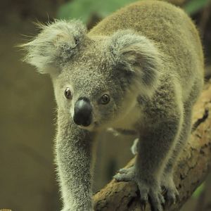 Fermale (youngster) queensland koala (Phascolarctos cinereus adustus)