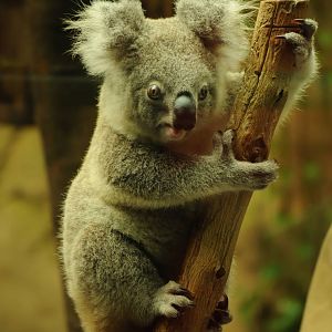 Female (yougster) queensland koala (Phascolarctos cinereus adustus)