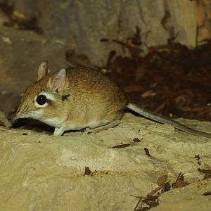 Rufous Elephant Shrew (Elephantulus rufescens)