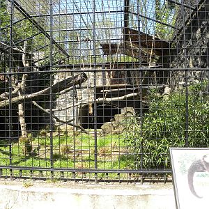 Binturong Exhibit