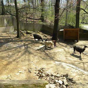 Goat Exhibit