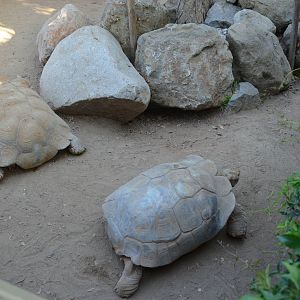 African Spurred Tortoises