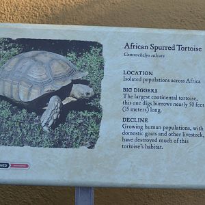 African Spurred Tortoise Signage