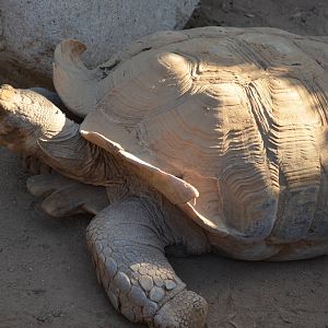African Spurred Tortoise