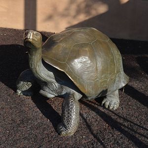 Galapagos Tortoise Sculpture