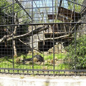 Binturong Exhibit