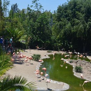 Flamingo Lagoon From Tour Bus Upper Deck