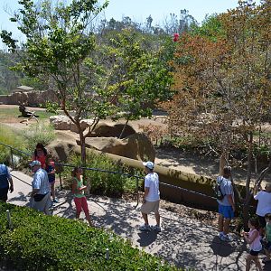 Mixed Antelope Species Yard