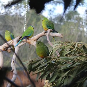 Orange Bellied Parrots