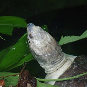 Northern Batagur Turtle