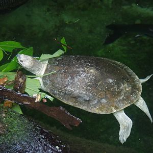 Northern Batagur Turtle
