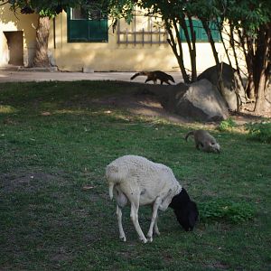 Somali Black-Headed Sheep and Coati