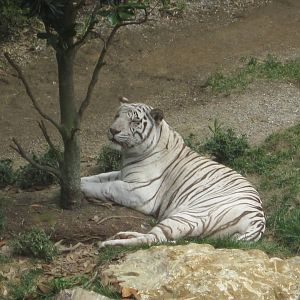 Aug. 2012-White Tiger