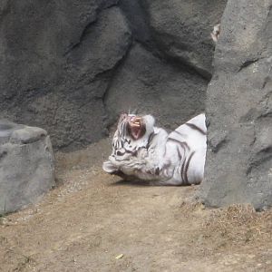 Aug. 2012-White Tiger