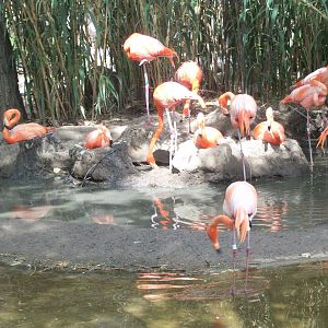 First animal you see